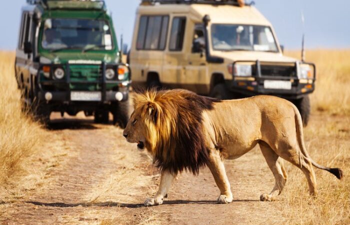 Luxury safari
