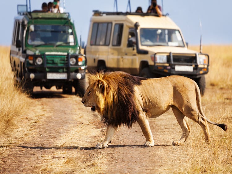 Luxury safari