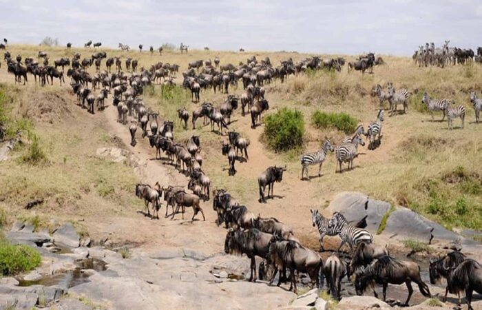 Tanzania safari wildebeest migration